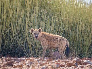 Portrait of spotted hyena standing in front of green desert bush looking into distance, Palmwag, Namibia, Africa