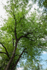 新緑　卒業　入学　夏　イメージ　さわやか　すがすがしい　新しい　初々しい　季節