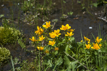 Buttercup yellow blooming plant near mountain spring water