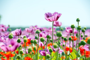 field of lila poppy blossoms blue sky - opium poppy - papaver somniferum - obrazy, fototapety, plakaty