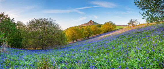 Obraz premium Bluebell Panorama below Roseberry Topping / Newton Wood and Roseberry Topping, a distinctive hill in North Yorkshire, are popular with walkers and ramblers