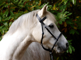 Grey Horse Head Shot