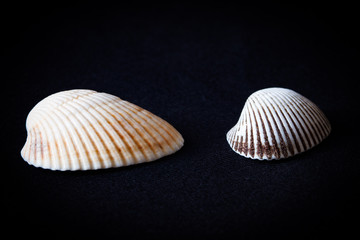 Close-up of shells isolated on black background.