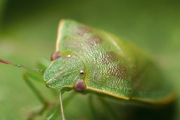 cimice verde