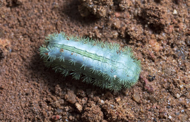 large green caterpillar
