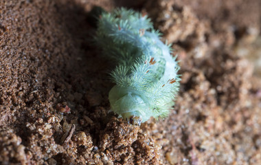 large green caterpillar