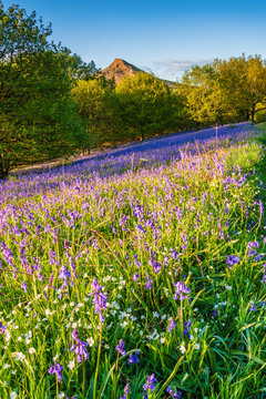 Roseberry Topping and Bluebells portrait / Newton Wood and Roseberry Topping, a distinctive hill in North Yorkshire, are popular with walkers and ramblers