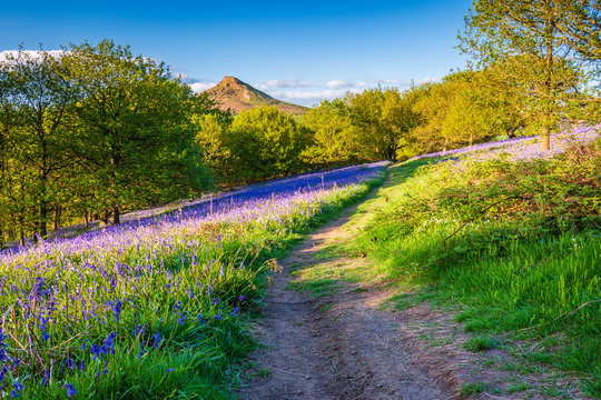 Footpath through Newton Wood / Newton Wood and Roseberry Topping, a distinctive hill in North Yorkshire, are popular with walkers and ramblers