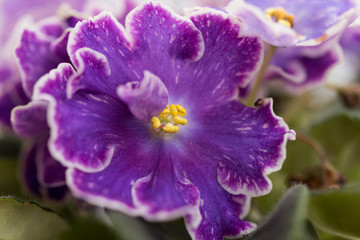 varietal violet DS Raisins taken with a macro lens
