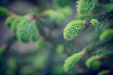 spruce green