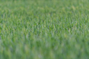 A young wheat field 