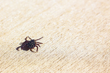 Encephalitic mite crawls on the table.