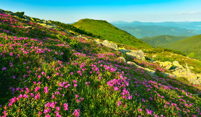 Blossoming pink rhododendron in mountains.