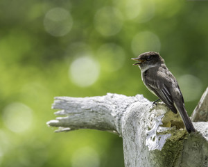 King Bird on Steer Skull