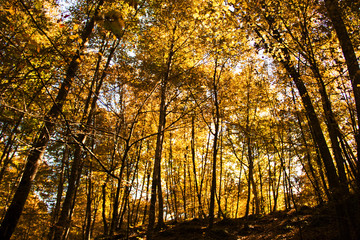 Autumn Forest. Park Road. Landscape with the autumn forest.