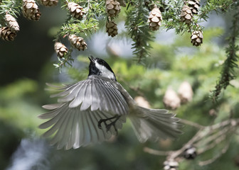 Chickadee Fly Through Lunch