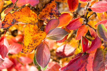 Background of bright, red, orange, yellow autumn leaves of a bush