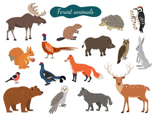 Set of forest animals on white background.