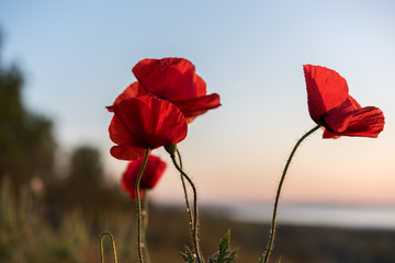 Beautiful field of red poppies in the sunrise light. Burgas, Bulgaria