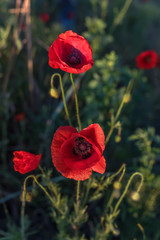 Obraz premium Beautiful field of red poppies in the sunrise light. Burgas, Bulgaria
