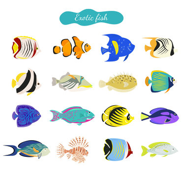 Set of cute exotic fishes on white background.