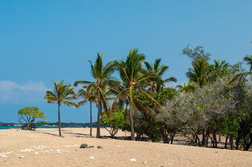 Plakat hawaii tropical beach