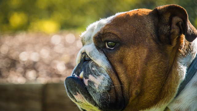 English Bulldog Face Closeup
