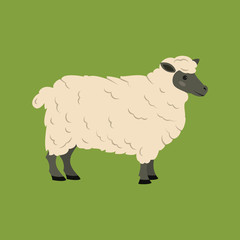 Cute sheep on green background.