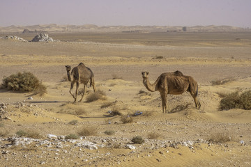 Fototapeta na wymiar Camels in Sahara desert, Algeria