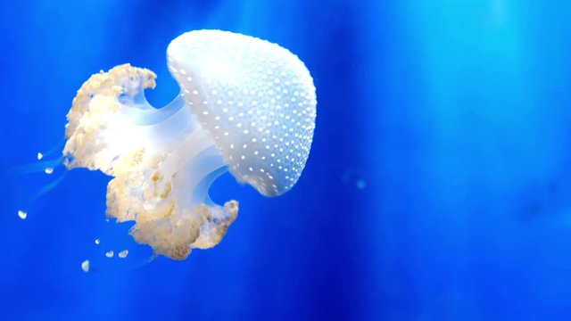 pulsing white spotted jellyfish movement Floating bell Australian motion medusa deep blue underwater background