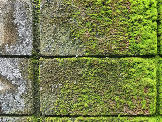 moss and lichen covered the old wall. Green moss Background texture