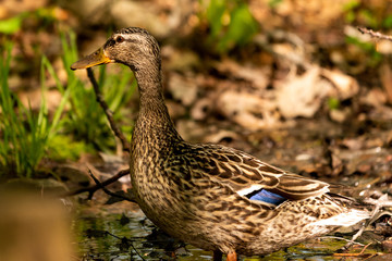 Duck