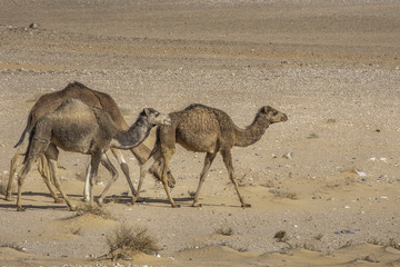 Camels in Sahara desert, Algeria
