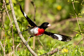 Rose-breasted Grosbeak