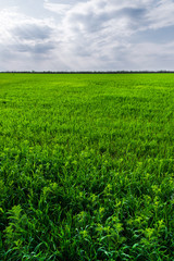 Obraz premium Image of a landscape of a green grass or wheat field and a blue sky with patterns from the clouds. The concept of serenity of ecology and spring