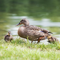 beautiful adult duck comes out of the water to the shore of a pond with small ducklings.
