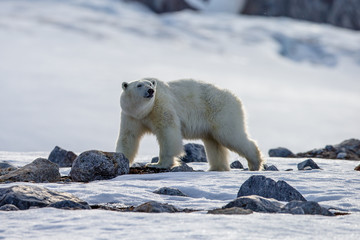 Obraz na płótnie Canvas Polar bear of Spitzbergen (Ursus maritimus)
