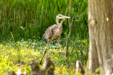 Great blue heron 6