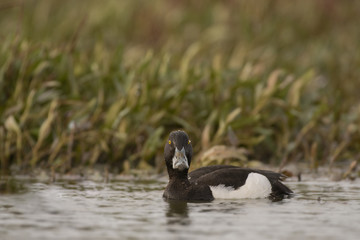 Tufted duck_