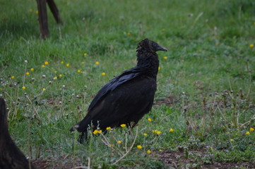 Black Vulture Tresspassing