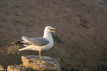 Common gull_