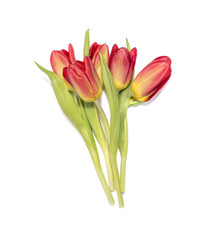 Red tulip flowers on white background