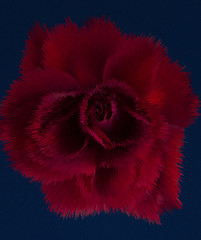 Red abstract rose