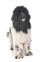 newfoundland dog in studio