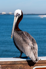 pelican 3
