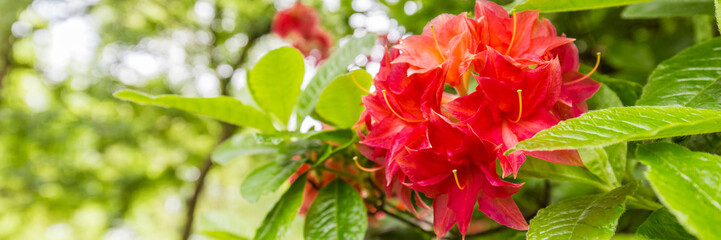 Panorama or web banner with orange azalea flower on a green tree background