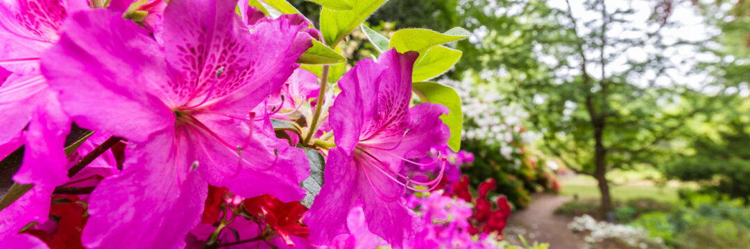 Panorama or web banner with pink azalea flower on a green tree background