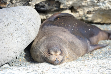 Neuseeländischer Seebär
