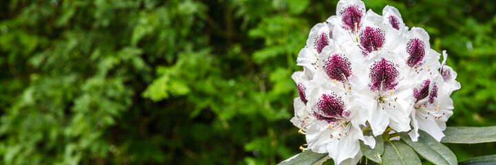 Fototapeta na wymiar Panorama or web banner with white purple azalea flower on a green tree background