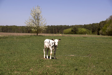 Herd of cows at summer green field